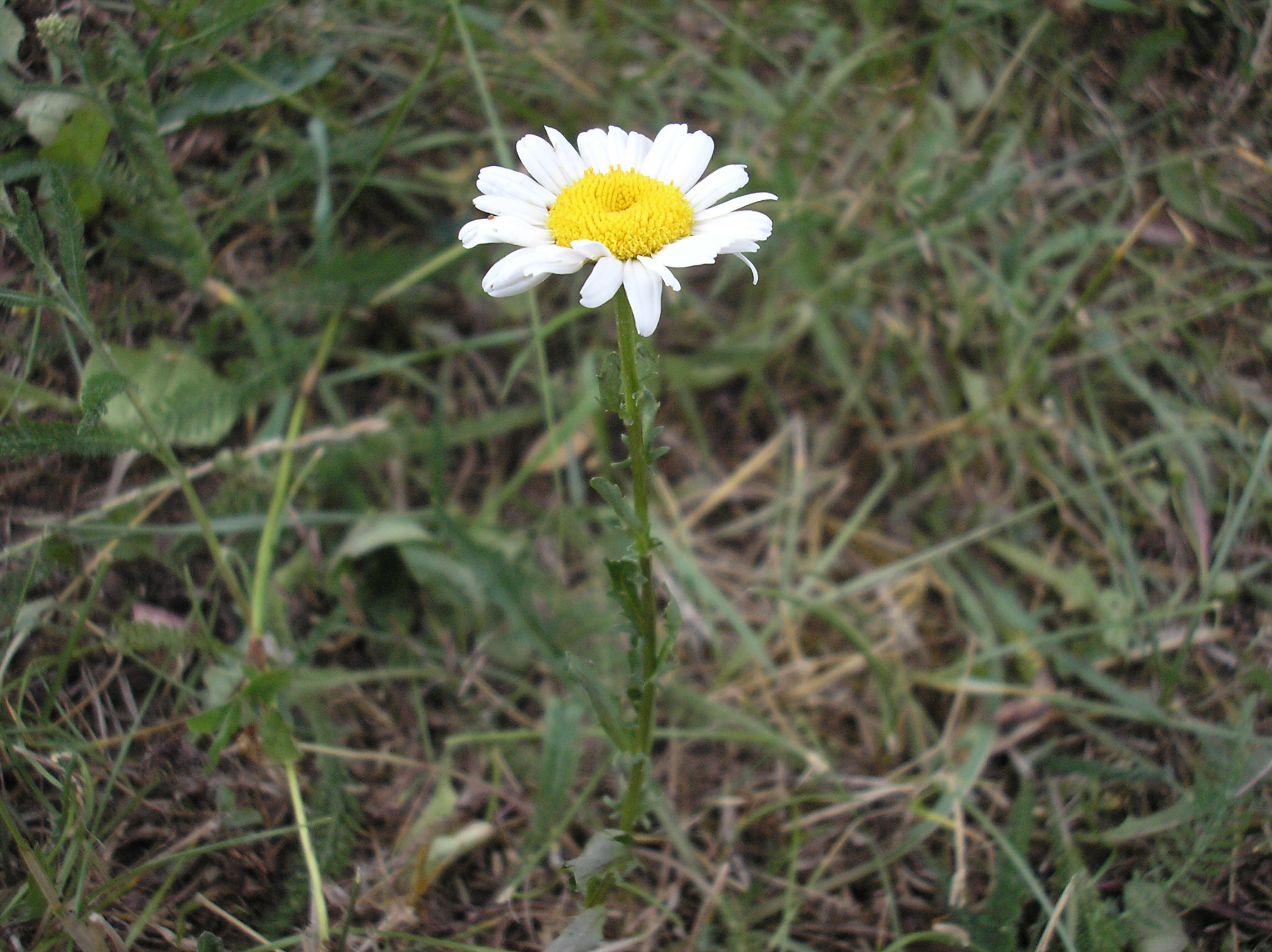 Harilik Rass Herba - Harilik härjasilm, Leucanthemum vulgare