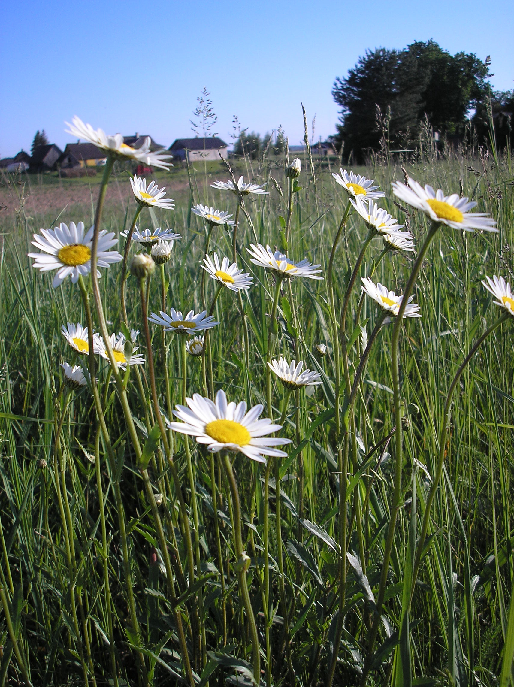 Harilik Rass Herba - Harilik härjasilm, Leucanthemum vulgare