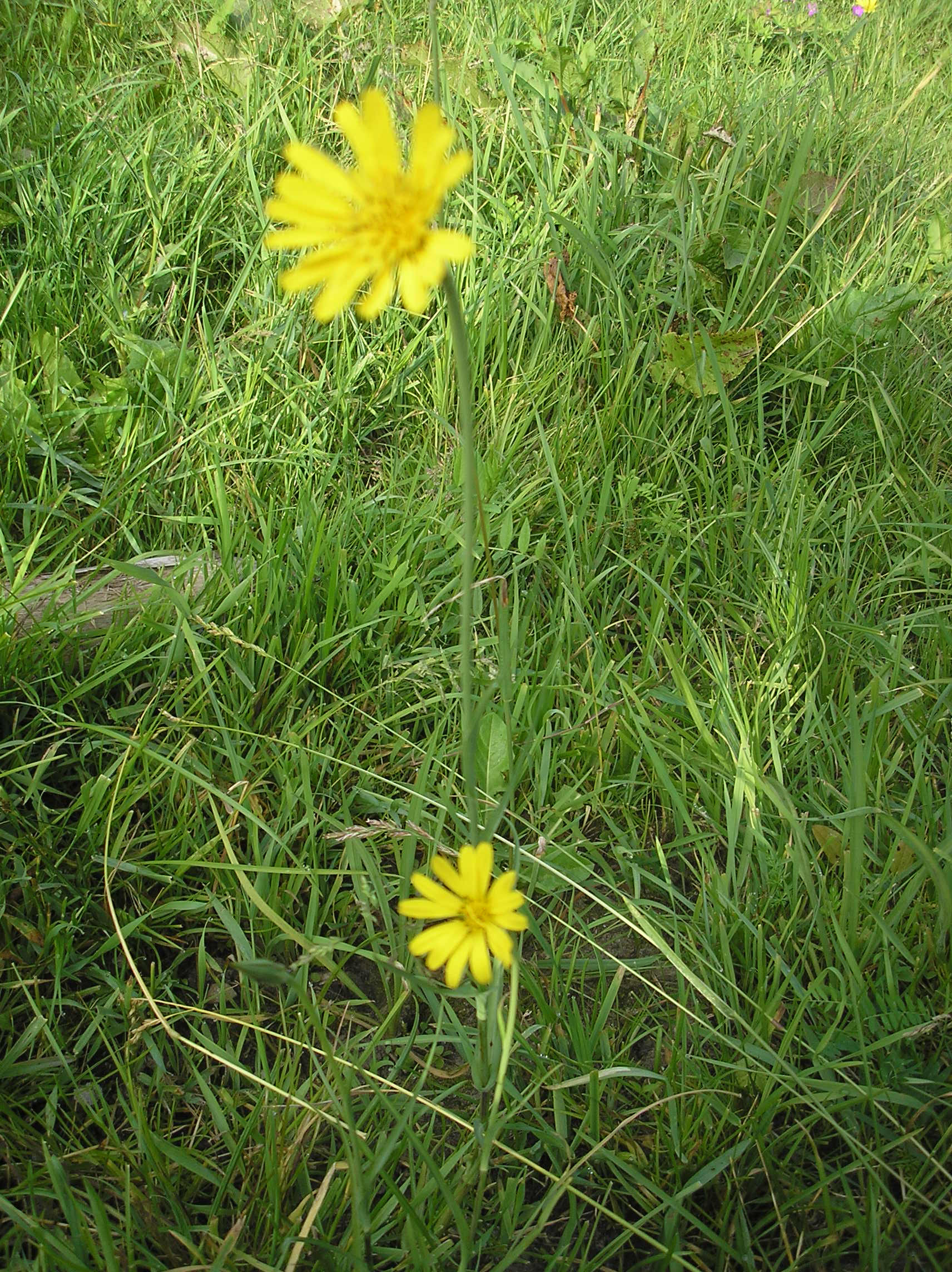 Herba - Harilik piimjuur, Tragopogon pratensis
