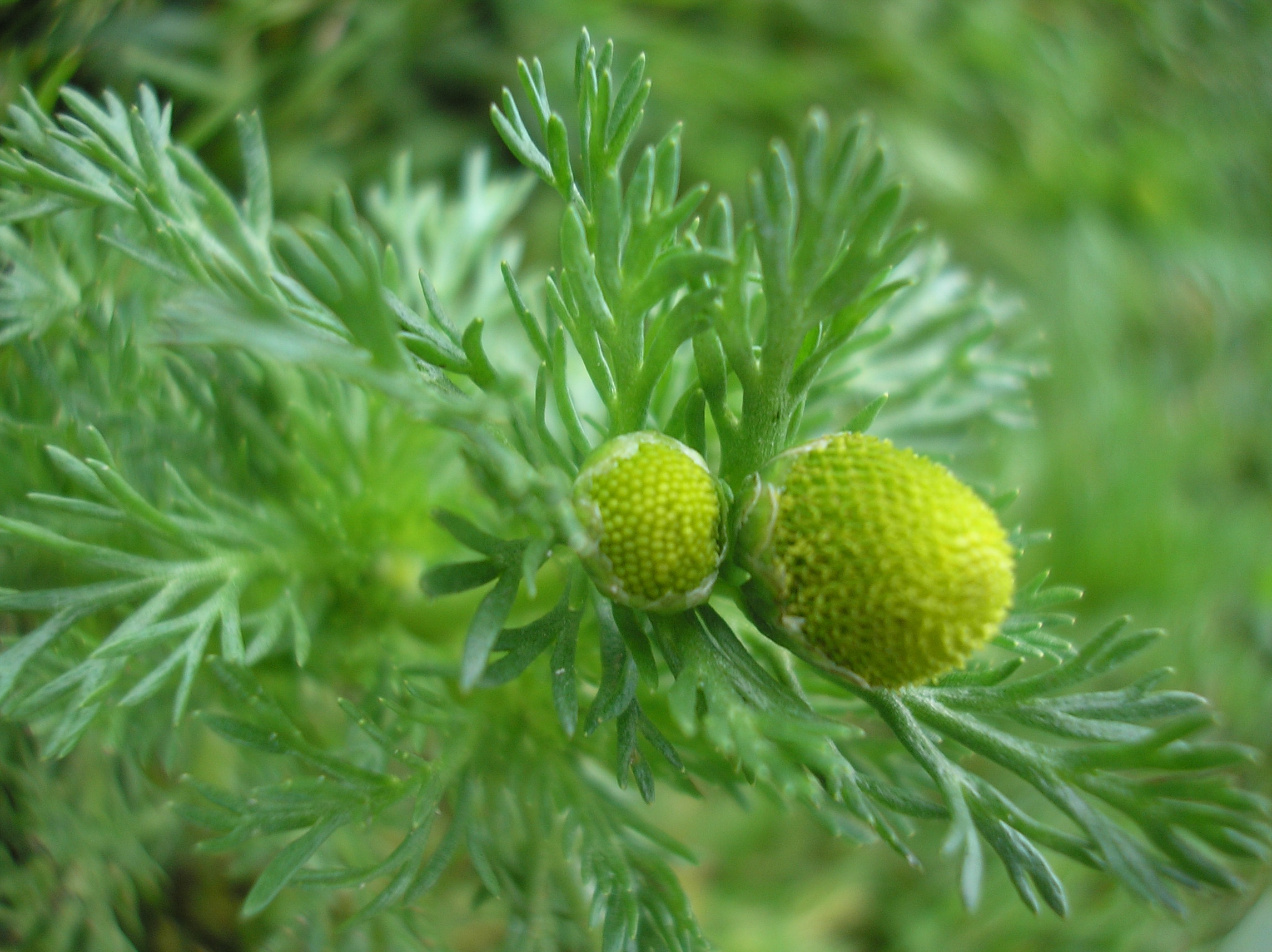 Ромашка без лепестков. Ромашка пахучая (Chamomilla suaveolens). Ромашка пахучая (Matricaria discoidea). Ромашка обыкновенная Matricaria suaveolens. Ромашка безъязычковая.