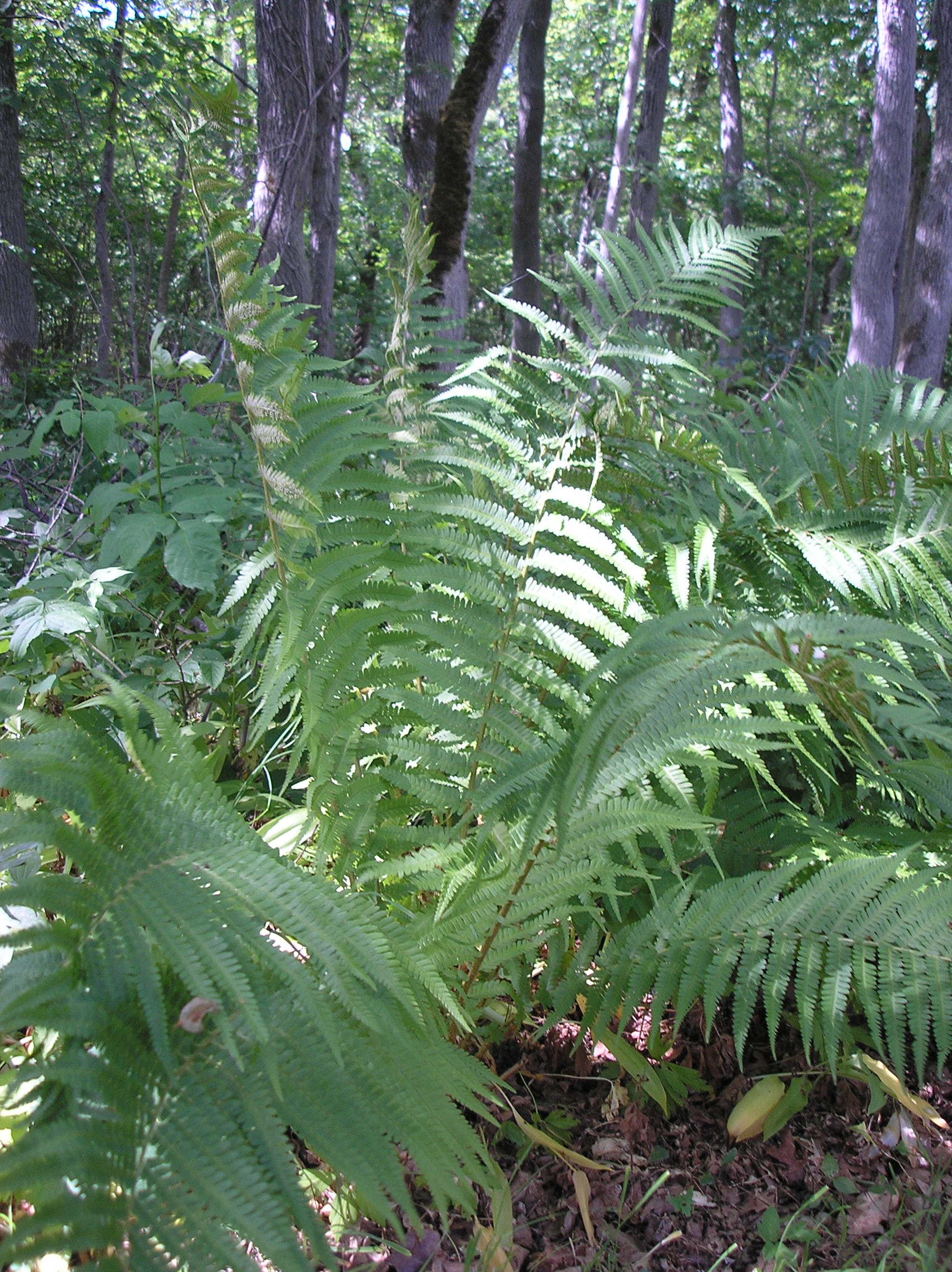 Herba - Maarja-sõnajalg, Dryopteris filix-mas